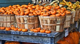 Tiny Pumpkins 4K