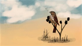 Song sparrow