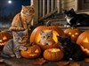 Kitty Halloween