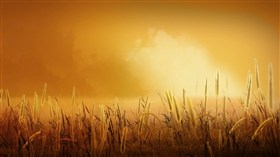 Field of Gold_V2.0