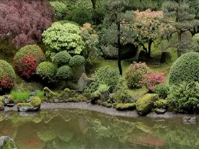 pond reflection
