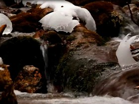 icy stream waterfall