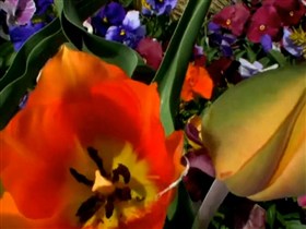 flowers in bloom