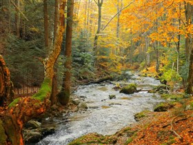 autumn forest stream