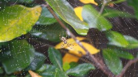 Spider