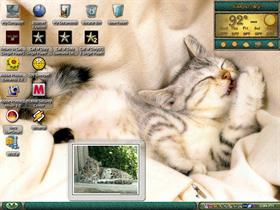 more cats3