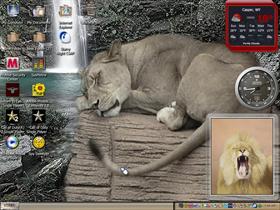 lion cat