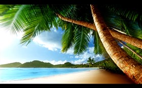 Palm trees by the sea 4K and HD 1080p 
