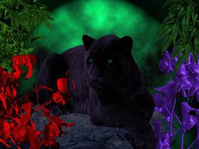 Black Cat in Green Moonlight