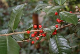 Holly