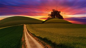 Sunrise Over Rice Fields