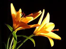 Yellow on Black