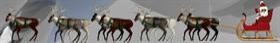 Reindeer