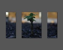 Macro Plant Grey