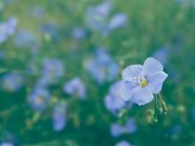 The Flax Fairy