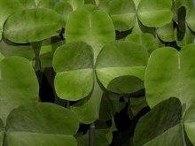 Clovers