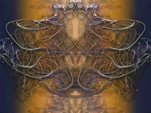 Devils Lace