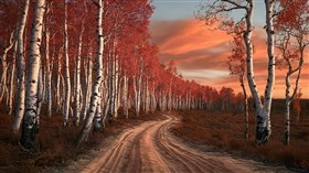 October Birch