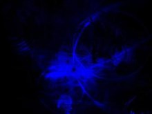 black spider