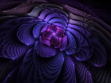 Multi-Flora FORGET ME NOT by Gibson125