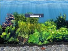 Aquarium Scene Six