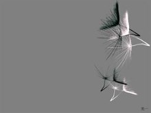 Dandy Seed