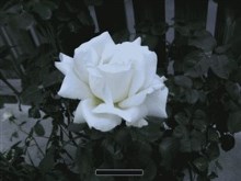 White Rose