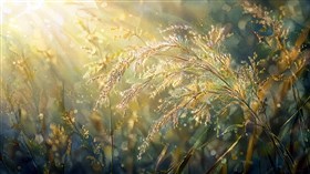 delicate grass seed plumes