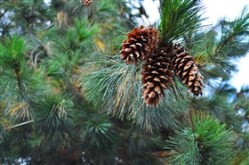 Pine Cones