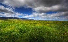 Wildflowers II