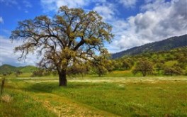 The Tree