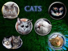 Cats