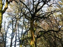 Mystical Forest