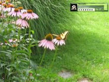 The Garden