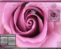 Pink Rose!