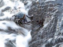 Crab in surf