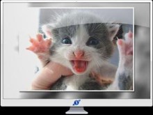 Kissa Kitty