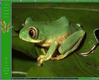 Tree Frog