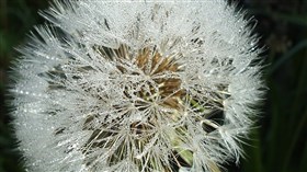 PusteBlume2