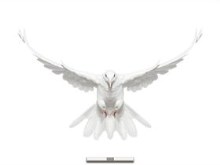 Light Bird