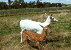 Doe and fawn
