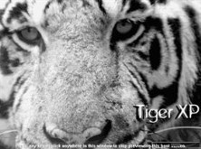 Tiger XP