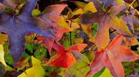 Japanese Maple In Autumn