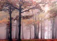 Zen Forrest