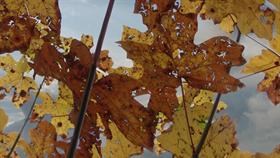 Autumn Leaves