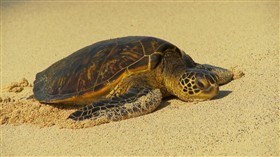 Beach Turtle