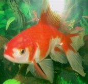 Red Cap