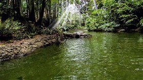 Jungle_River