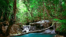 Small_Rainforest_Falls