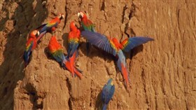 Jungle_Parrots